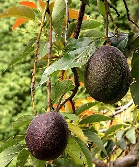 Avocado on the Tree